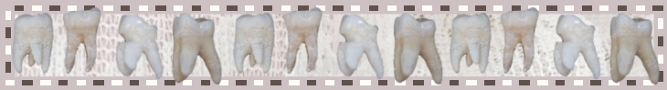 teeth